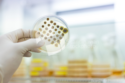 Image of Scientist growing bacteria in petri dishes on agar gel as a part of scientific experiment.