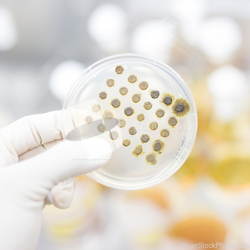 Image of Scientist growing bacteria in petri dishes on agar gel as a part of scientific experiment.