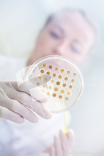 Image of Scientist growing bacteria in petri dishes on agar gel as a part of scientific experiment.
