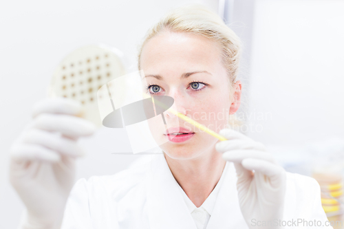 Image of Scientist growing bacteria in petri dishes on agar gel as a part of scientific experiment.