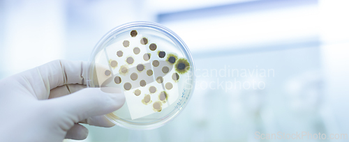 Image of Scientist growing bacteria in petri dishes on agar gel as a part of scientific experiment.