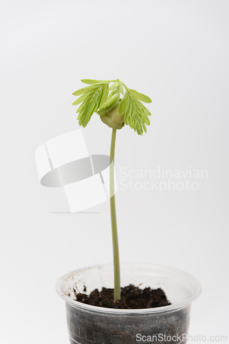 Image of The plant growth Tamarind, Indian dates, close-up on a white background