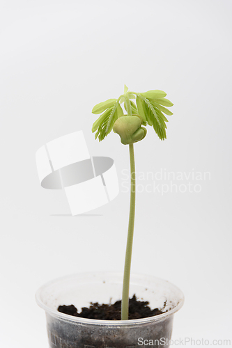 Image of Plant sprout Tamarind, Indian Phoenic in a plastic cup