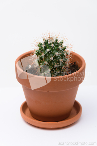 Image of Mammilaria cactus in a clay pot, close-up on a white background
