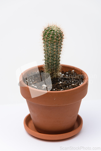 Image of Cactus Echinopsychis in a clay pot, close-up on a white background