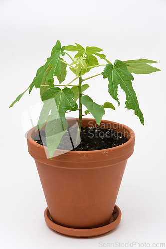 Image of Papaya plant growth or alond tree in a pot, close-up on a white background