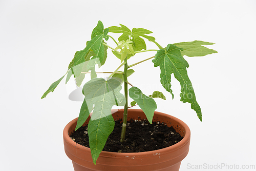 Image of Porodok plant Papaya or a yed tree, close-up on a white background