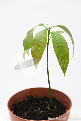 Image of The sprout of the plant Mango in a plastic cup, close to a white background