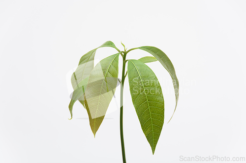 Image of The growth of the Mango plant, close-up on a white background