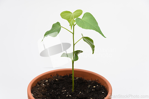 Image of The growth of the plant Tespeia Sumatra, close-up on a white background