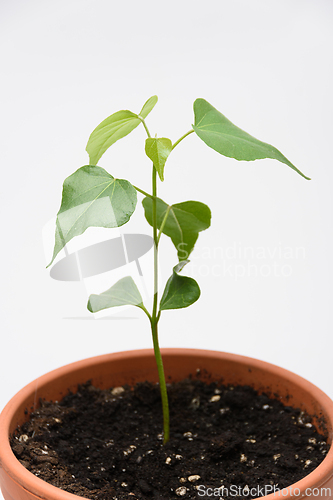 Image of The growth of the plant Tespeia Sumatra, close-up on a white background