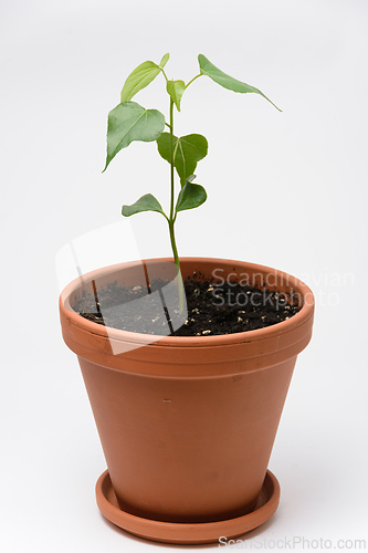 Image of The growth of the plant Tespesia Sumatra in a pot, close to a white background