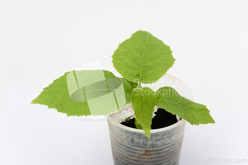 Image of The growth of the two-month plant of quis quis Actinidy, close-up on a white background