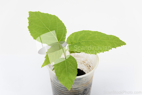 Image of The growth of the plant of quis quis Actinidia, close-up on the white background