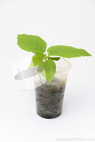 Image of Sprout of the plant quisio actinidia in a plastic cup, close-up on a white background