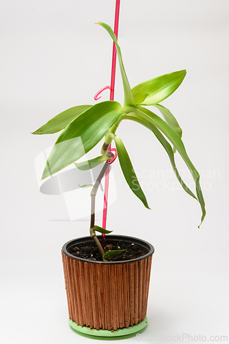Image of The plant grower Kallysia is suffocation, golden ose