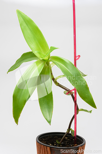Image of The growth of the plant Callysis is scented, golden cus, close-up on a white background