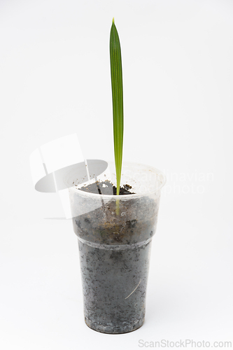 Image of Plant sprout Date palm in a plastic cup, close-up on a white background
