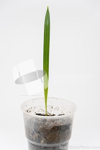 Image of Grotling of plants Date palm, close-up on a white background