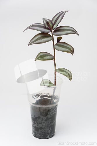 Image of Groo plant Plant Tradscancia Zebrin in a plastic cup, close-up on a white background
