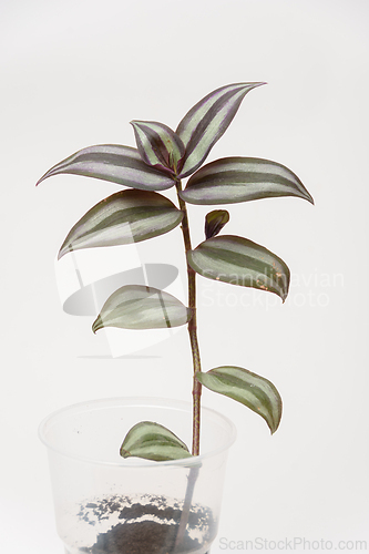 Image of Groo plant plant Tradscancia zombina, close-up on a white background