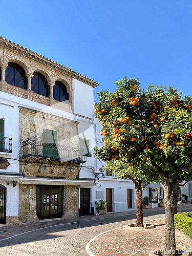 Image of orange trees in Marbella