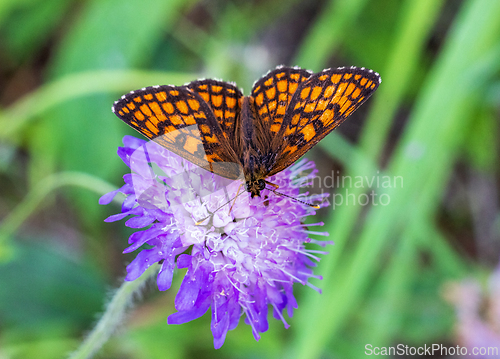 Image of beautiful butterfly on flower