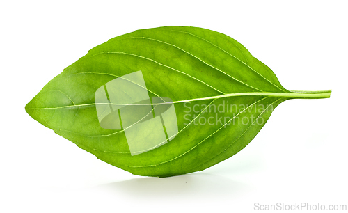 Image of fresh green basil leaf