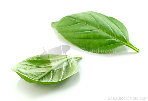 Image of fresh green basil leaf