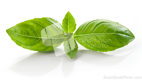 Image of fresh green basil leaf