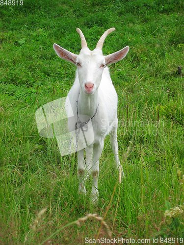 Image of goat in the green grass