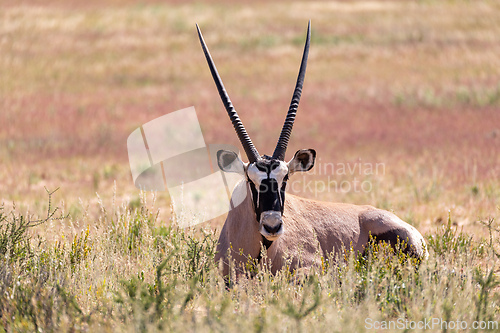 Image of Gemsbok, (Oryx gazella) in Kalahari, South Africa