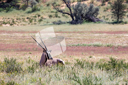 Image of Gemsbok, (Oryx gazella) in Kalahari, South Africa