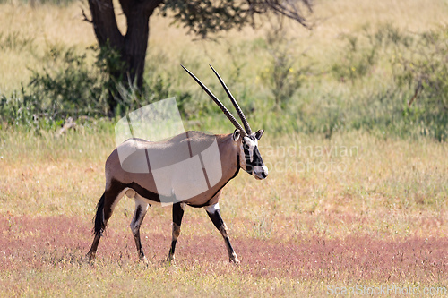 Image of Gemsbok, (Oryx gazella) in Kalahari, South Africa