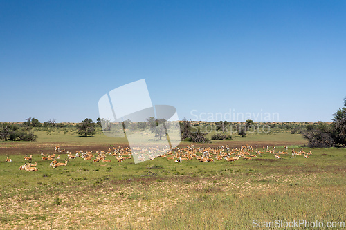 Image of Springbok in kalahari, South Africa wildlife