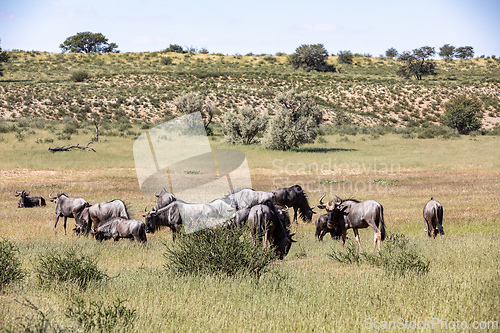 Image of Blue Wildebeest in Kalahari, South Africa