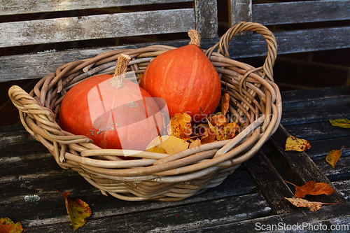Image of Two red kuri squash in a rustic woven basket