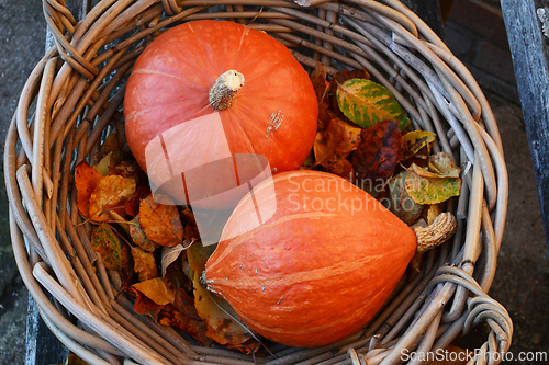 Image of Harvest of two orange squashes in a rustic woven basket