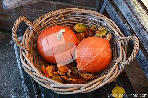 Image of Woven basket holding red kuri squashes on a bed of leaves