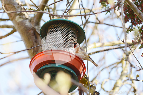 Image of Goldfinch holding sunflower seed in its beak