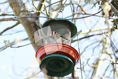 Image of Goldfinch perching on a hanging bird feeder