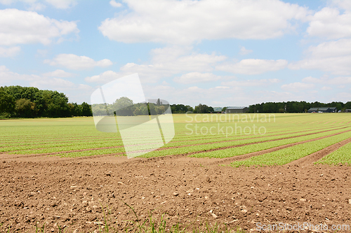 Image of Green vegetable crop growing in a farm field