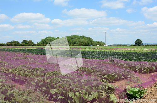 Image of Cabbages in a farm field in Kent, England