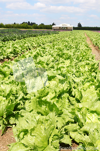 Image of Lettuce crop growing in a farm field