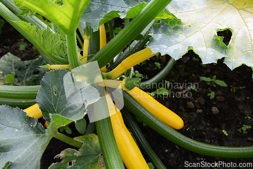 Image of Yellow courgettes of all sizes growing in a vegetable garden