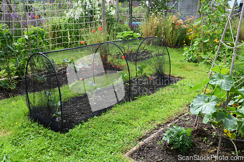 Image of Broccoli plants growing in a lush vegetable garden 
