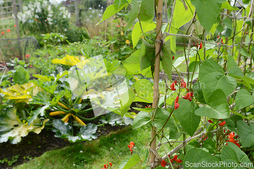 Image of Runner bean vines in a vegetable garden, courgettes beyond