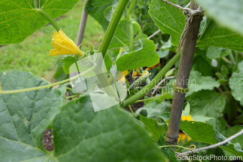 Image of Small ridge cucumber growing on a climbing vine in an allotment