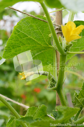 Image of Cucumber starts to swell behind a female flower on a vine 
