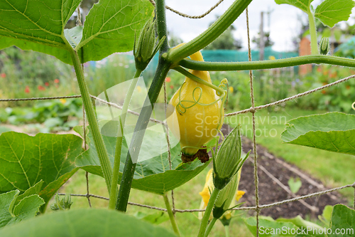 Image of Yellow uchiki kuri gourd with a curly tendril on a green vine